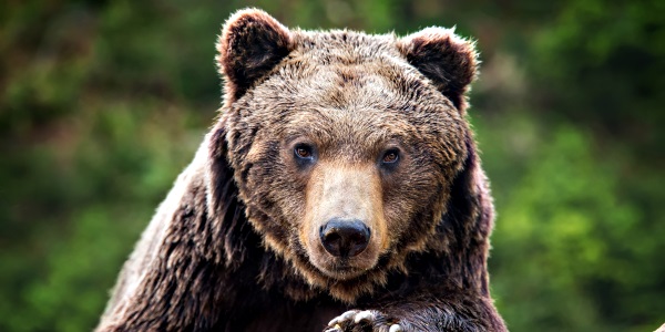 A bear’s tale: Storytelling structure in action