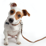 How to write a lead for a press release